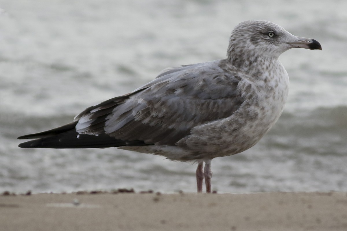 Gaviota Argéntea - ML75860021