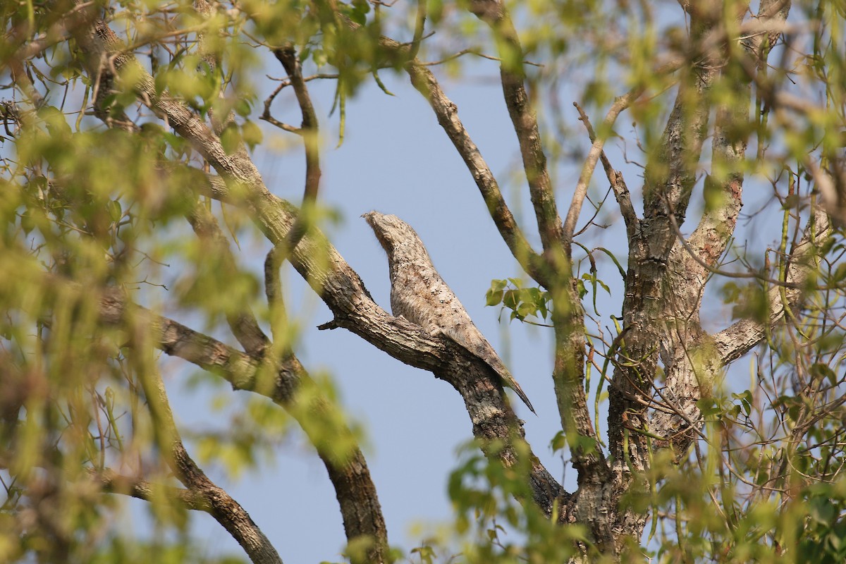 Great Potoo - David Lang