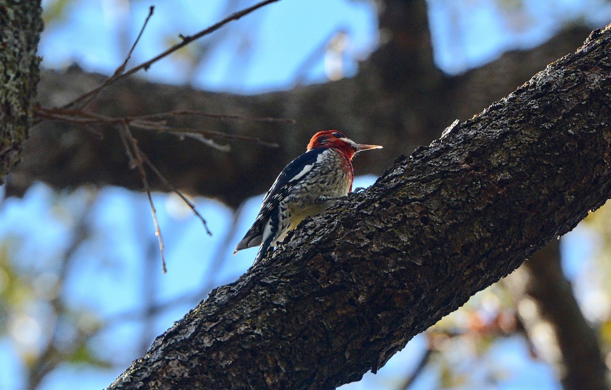 Red-breasted Sapsucker - ML75861981