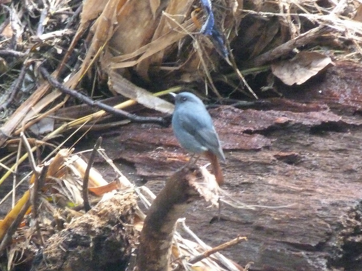 Plumbeous Redstart - ML75863381