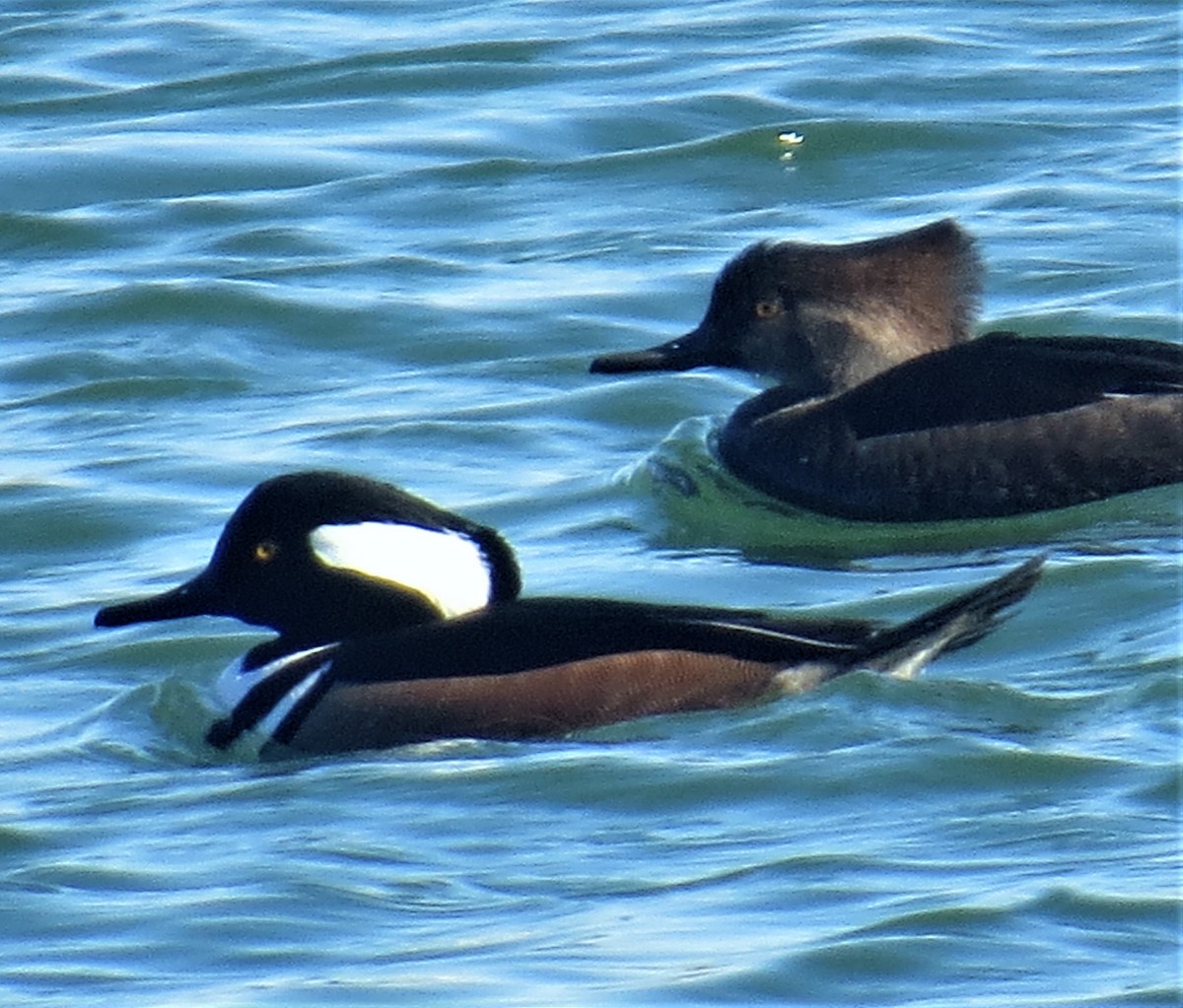 Hooded Merganser - ML75863851