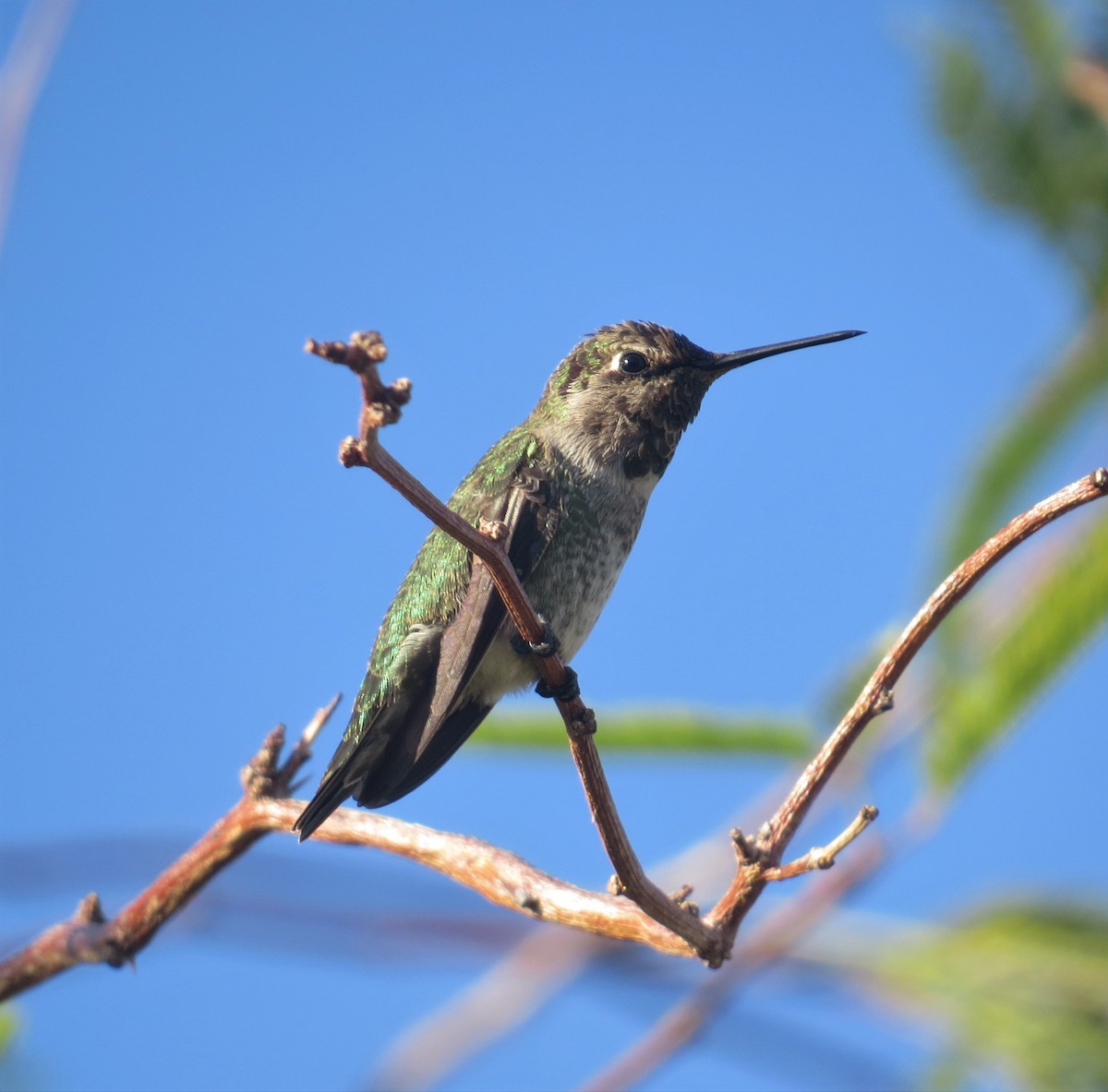 rødmaskekolibri - ML75864411