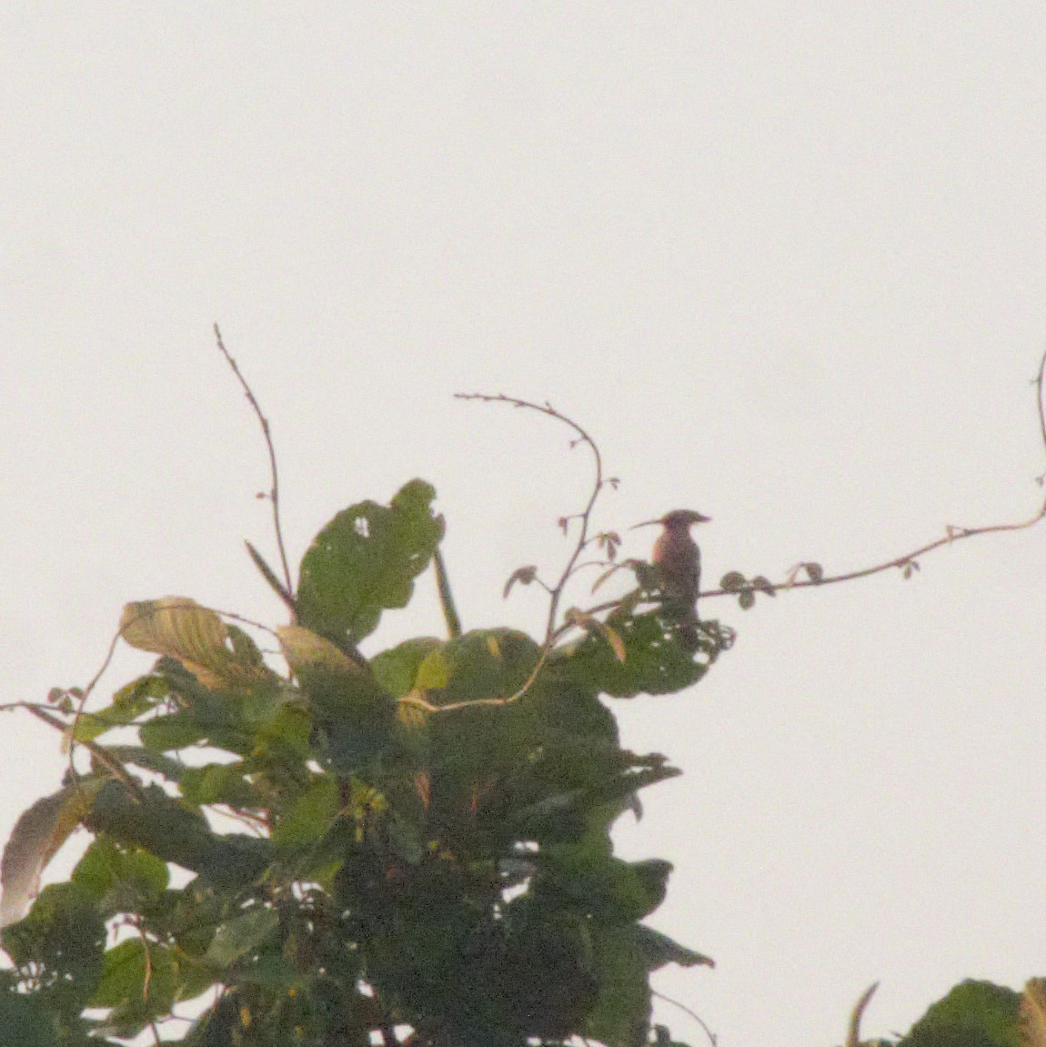 Eurasian Hoopoe - ML75864571