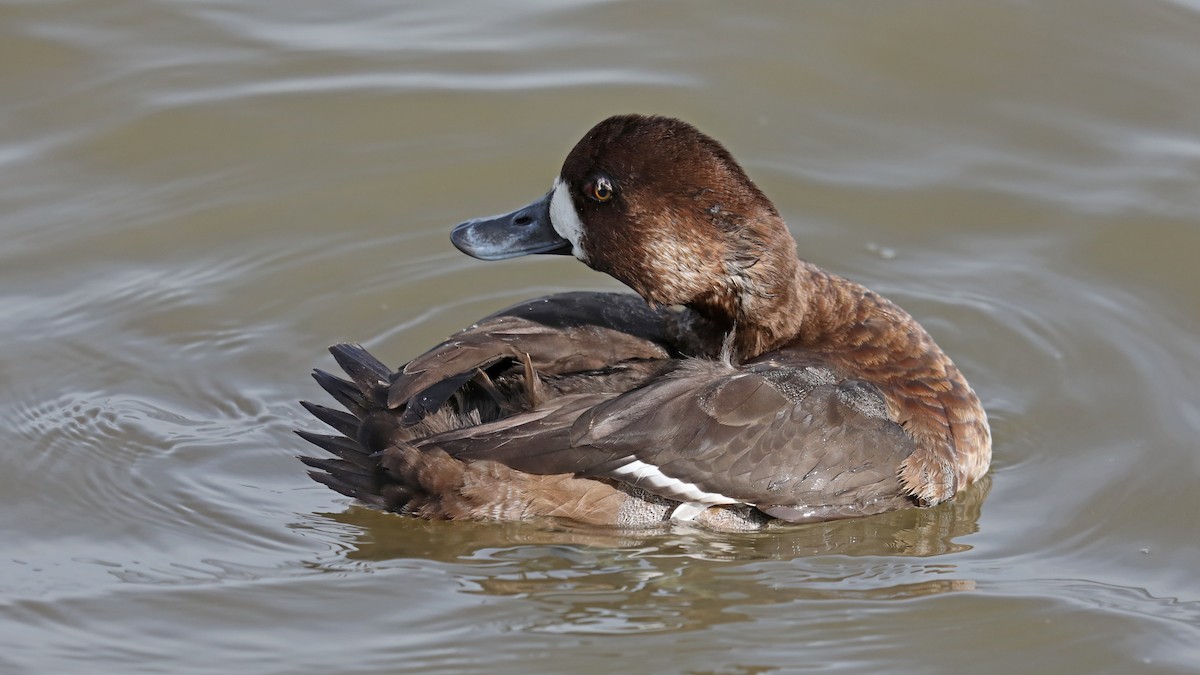 Greater Scaup - Daniel Jauvin