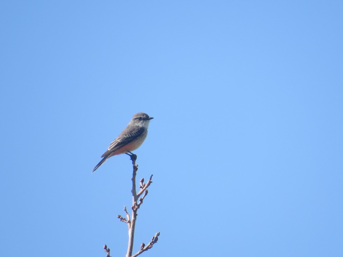 Vermilion Flycatcher - Howard King