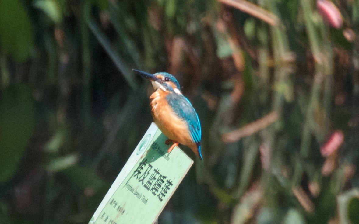Common Kingfisher - ML75867731