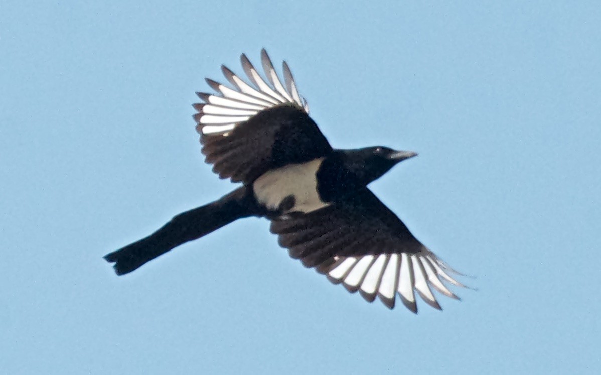 Oriental Magpie - ML75867931