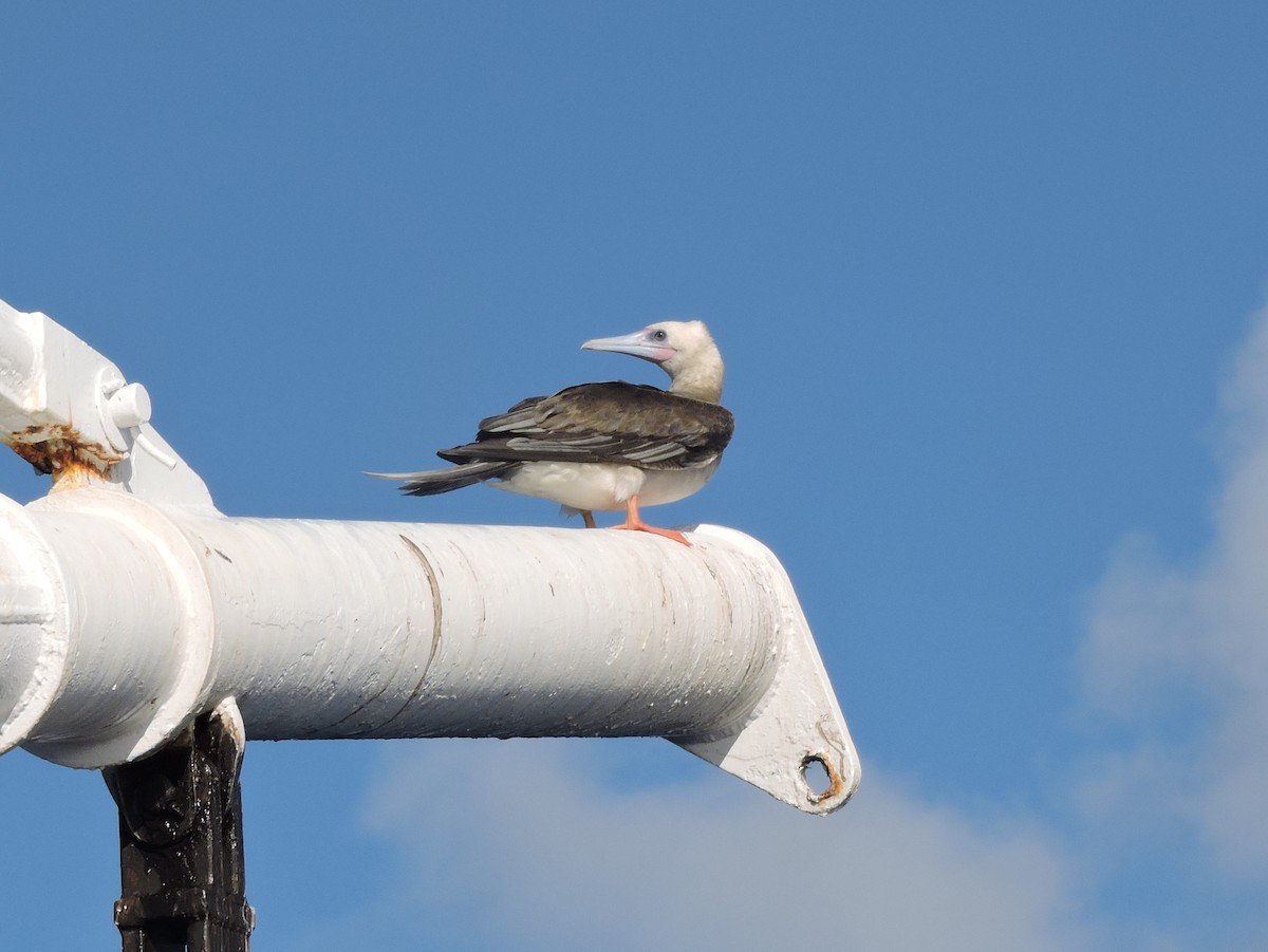 Red-footed Booby - ML75868021