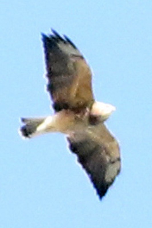 Swainson's Hawk - ML75868081