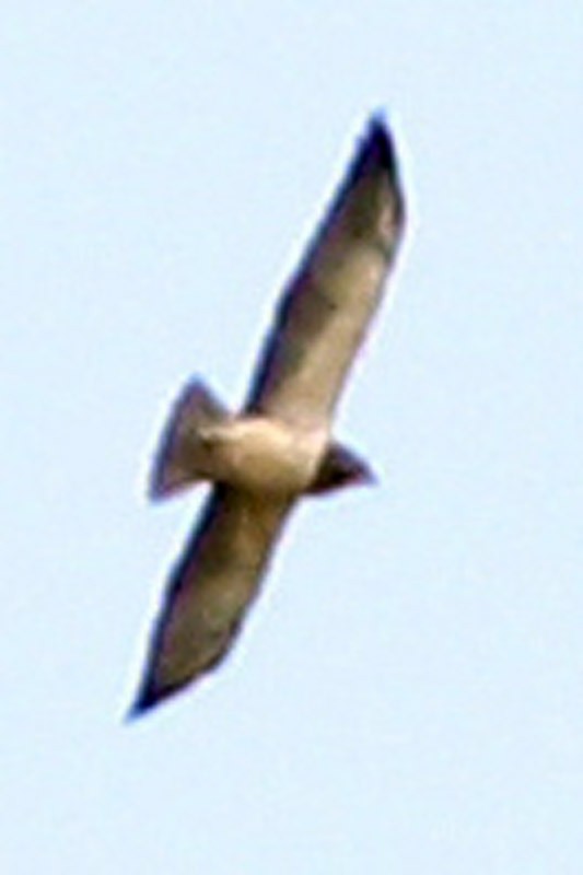 Swainson's Hawk - ML75868111