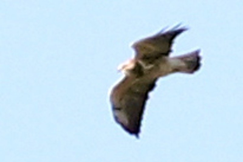 Swainson's Hawk - ML75868131