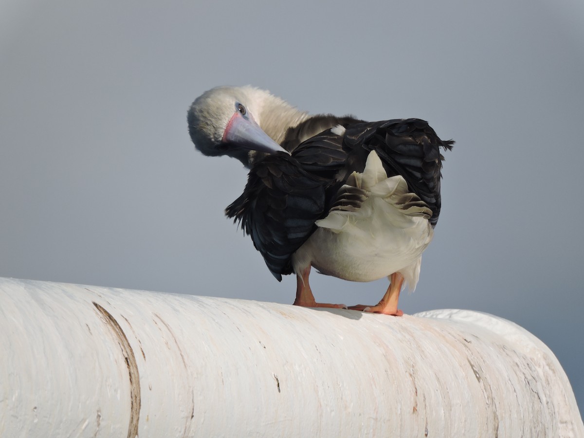 Red-footed Booby - ML75868301