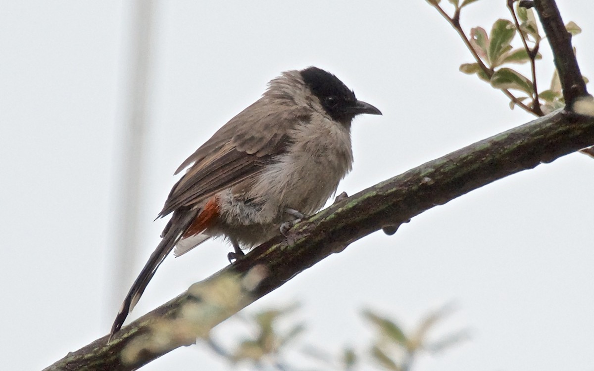 Sooty-headed Bulbul - ML75868421