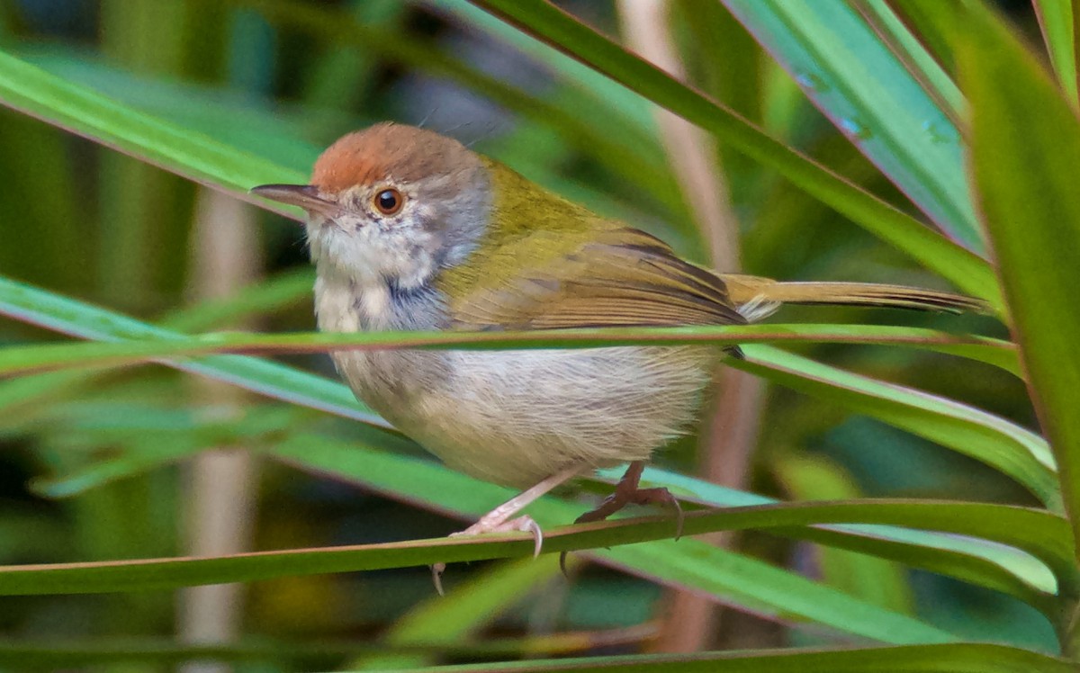 Common Tailorbird - ML75868681