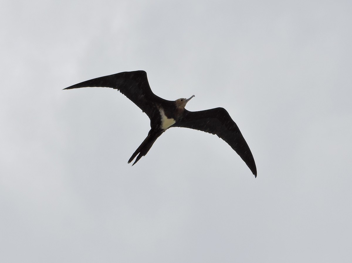 Lesser Frigatebird - ML75868991