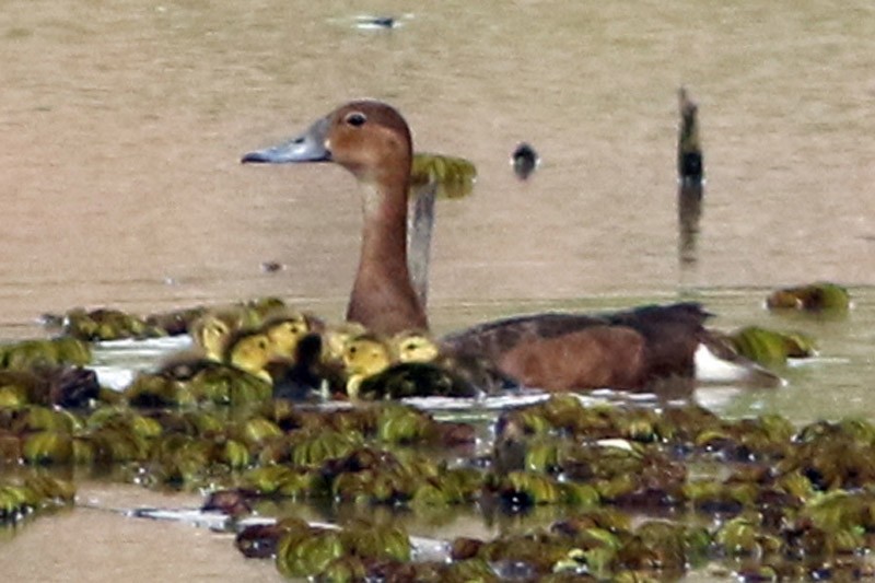 Rosy-billed Pochard - ML75869051