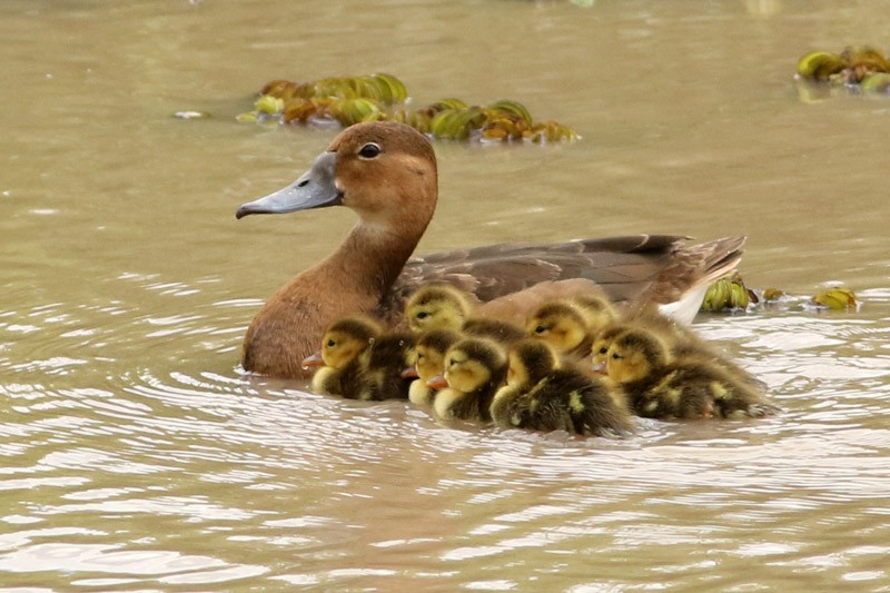 Rosy-billed Pochard - ML75869071