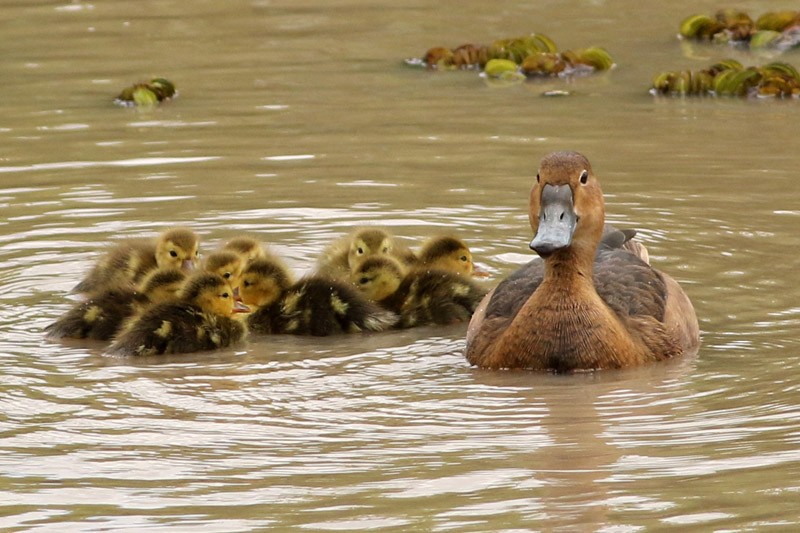 Rosy-billed Pochard - ML75869081