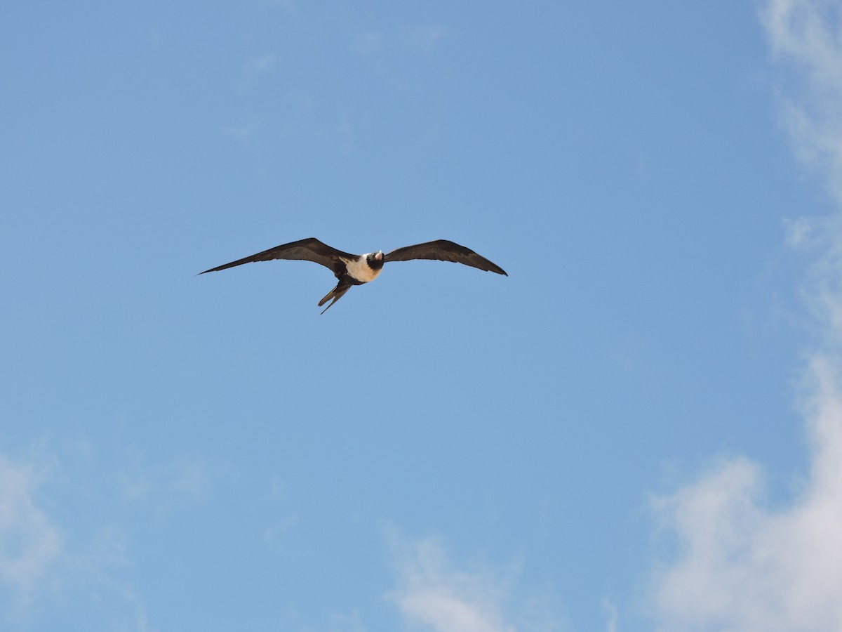 Lesser Frigatebird - ML75869111