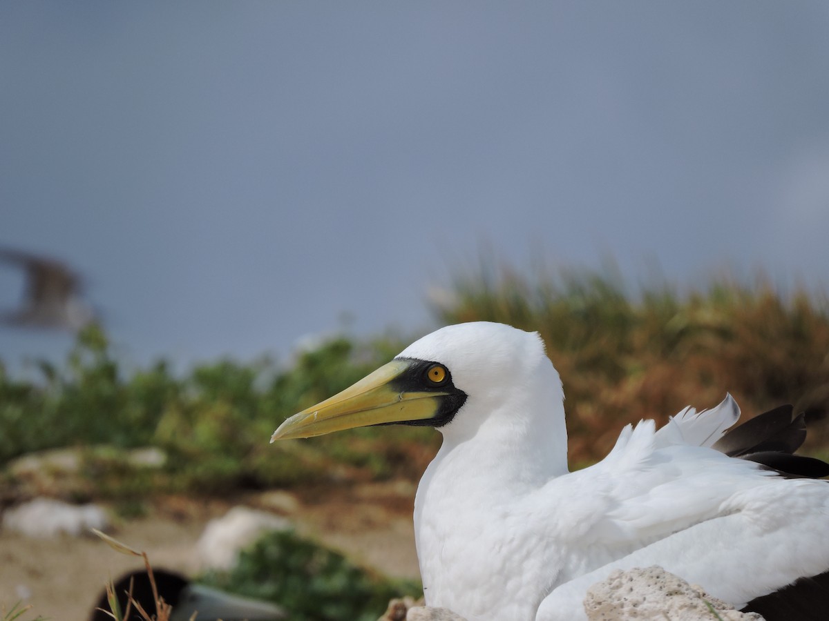 Masked Booby - Richard Miller