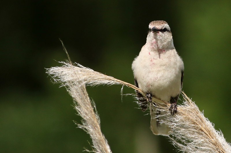 Chalk-browed Mockingbird - ML75869881