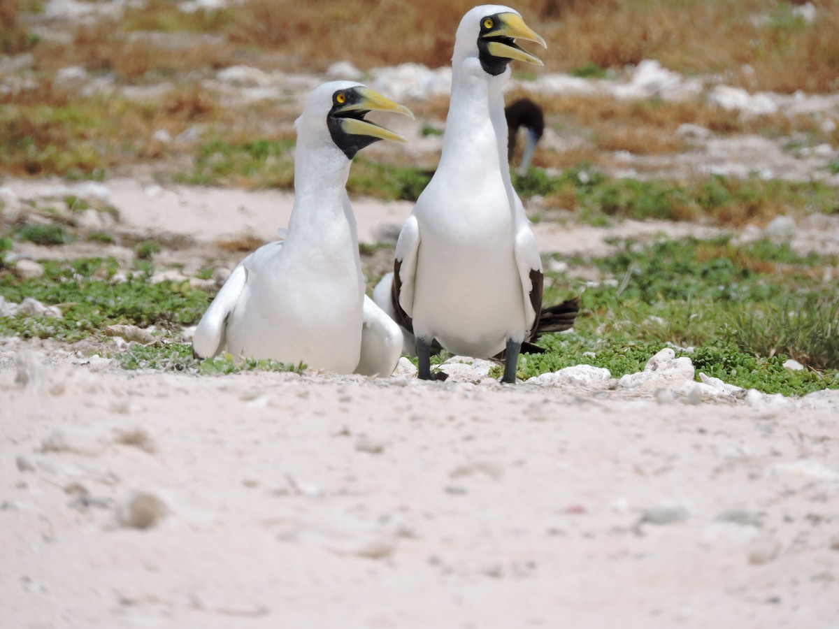 Masked Booby - ML75869921