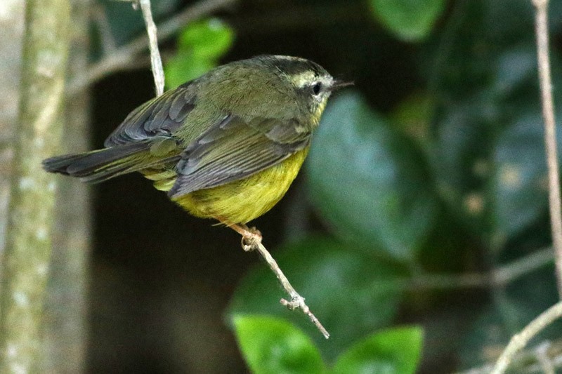 Golden-crowned Warbler - ML75869961