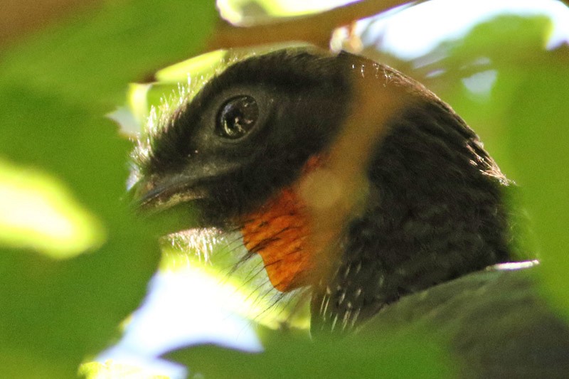 Dusky-legged Guan - ML75869991