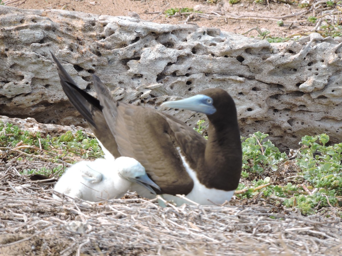 Brown Booby - ML75870231