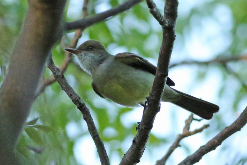 Swainson's Flycatcher - ML75870321