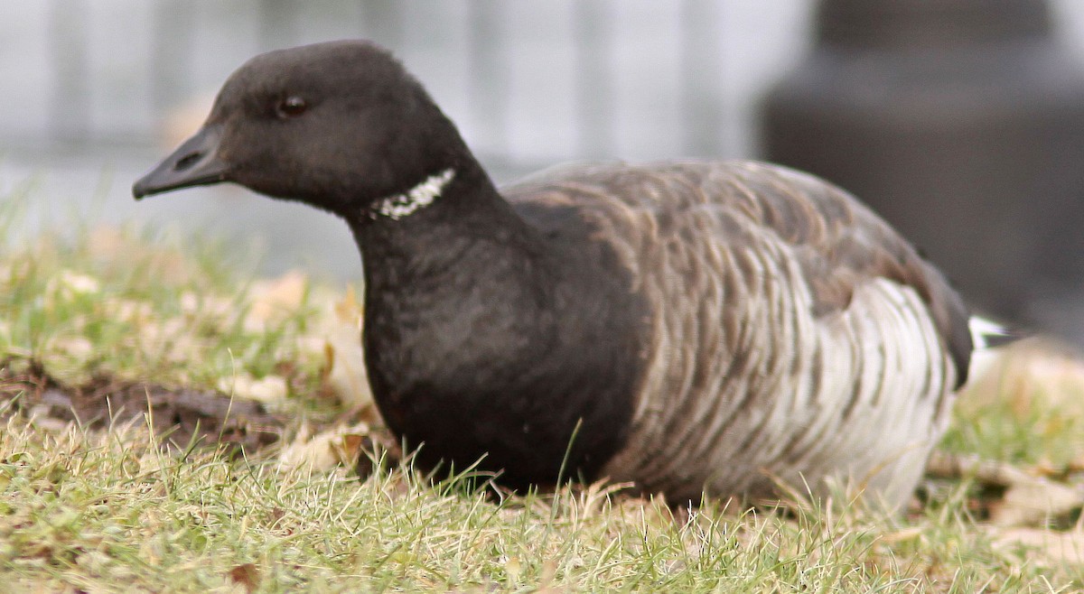 Brant - ML75870471