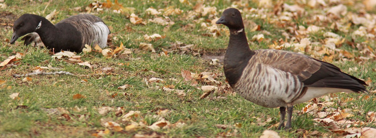 Brant - ML75870511