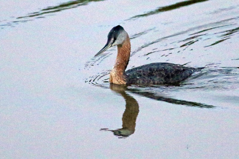 Great Grebe - ML75870591