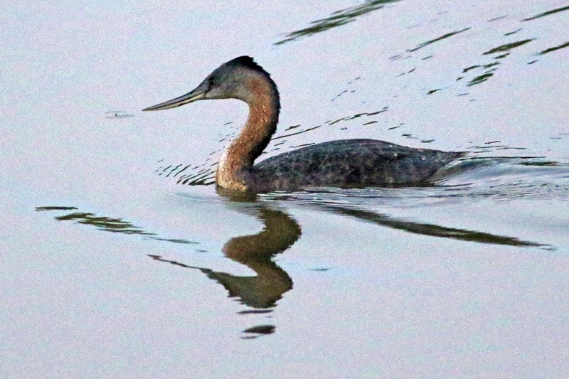 Great Grebe - ML75870601