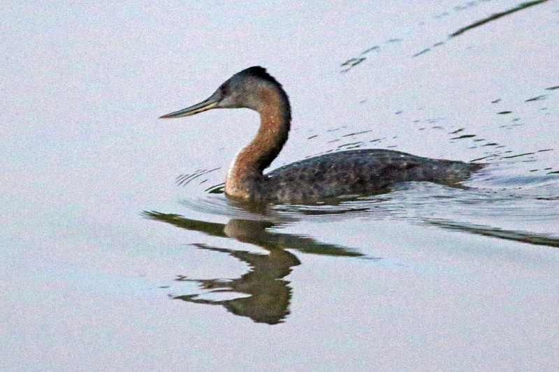 Great Grebe - ML75870611