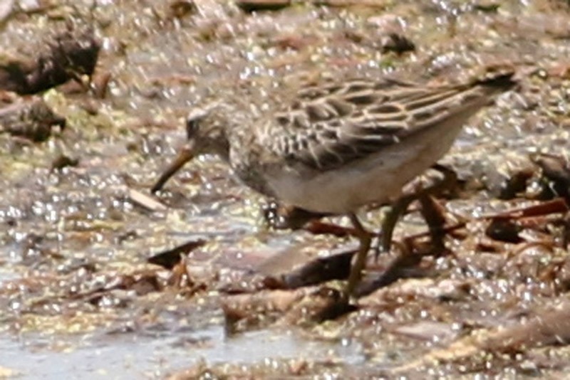 Pectoral Sandpiper - J. Simón Tagtachian