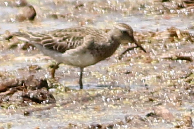 Pectoral Sandpiper - J. Simón Tagtachian