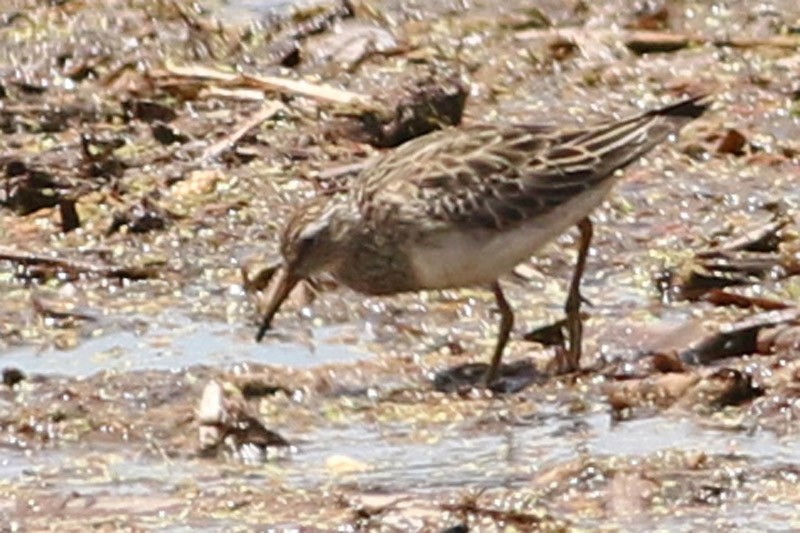 Graubrust-Strandläufer - ML75871091