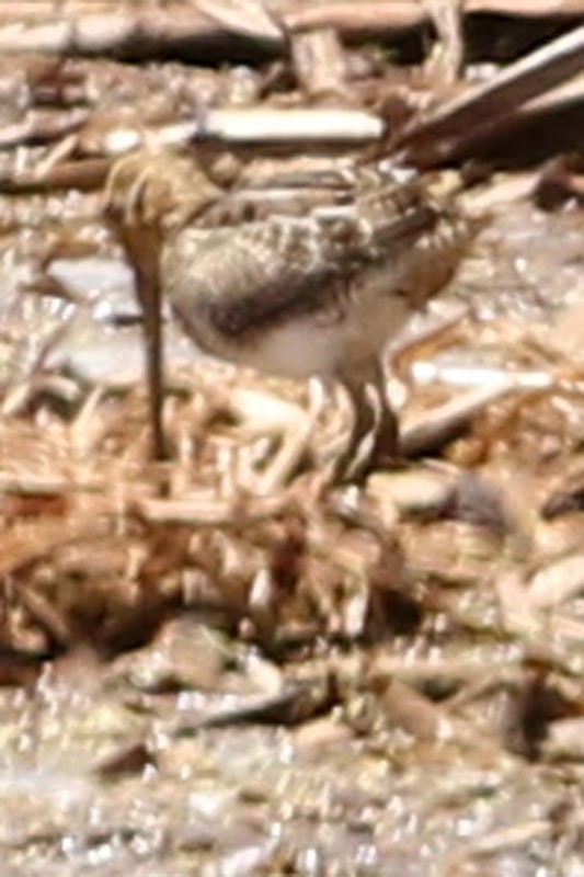 Pantanal Snipe - ML75871151