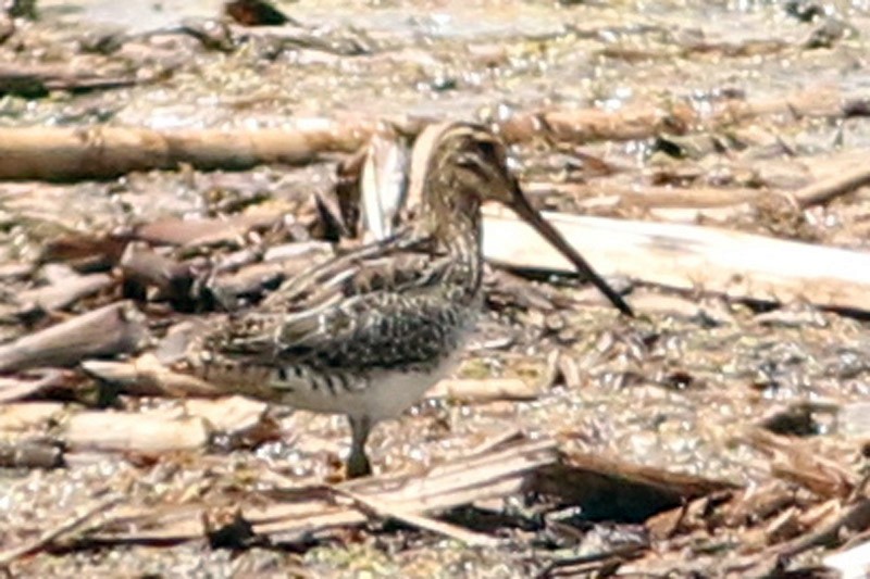 Pantanal Snipe - ML75871161