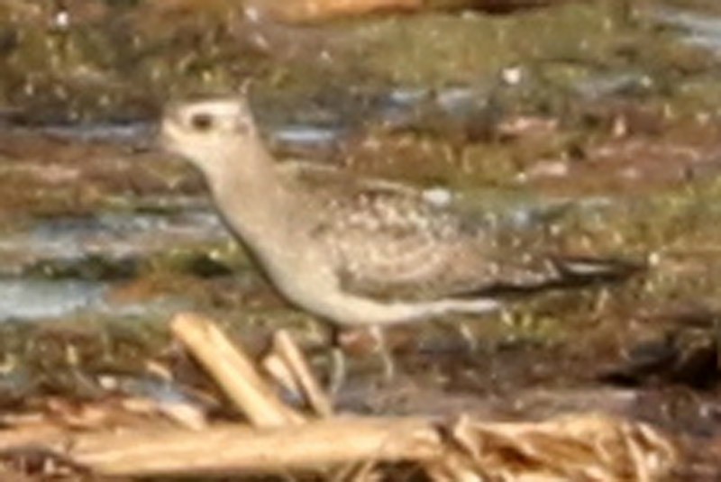 American Golden-Plover - J. Simón Tagtachian