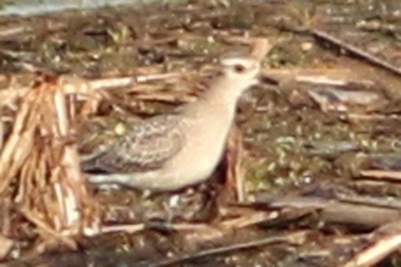 American Golden-Plover - J. Simón Tagtachian