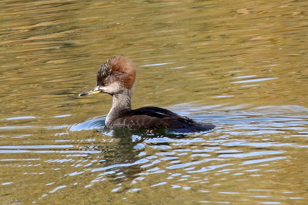 Hooded Merganser - ML75871851