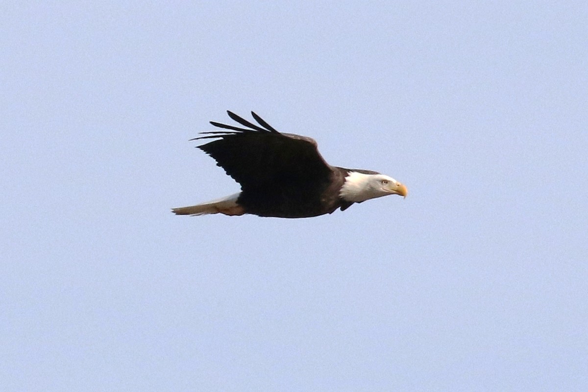 Bald Eagle - Lindsay Story