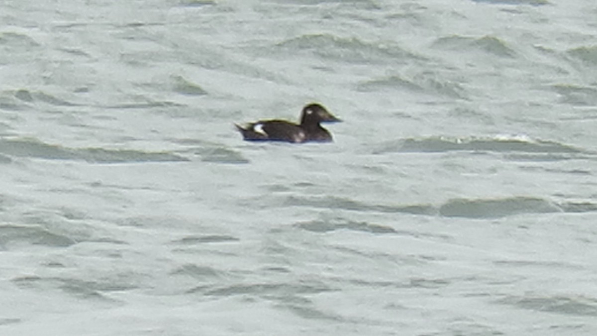 White-winged Scoter - ML75875051