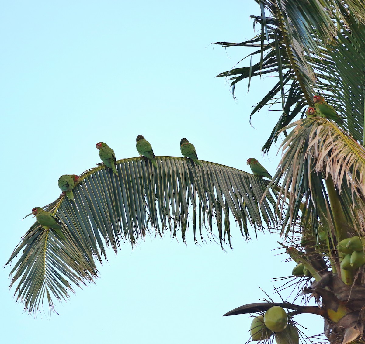 Conure mitrée - ML75875451