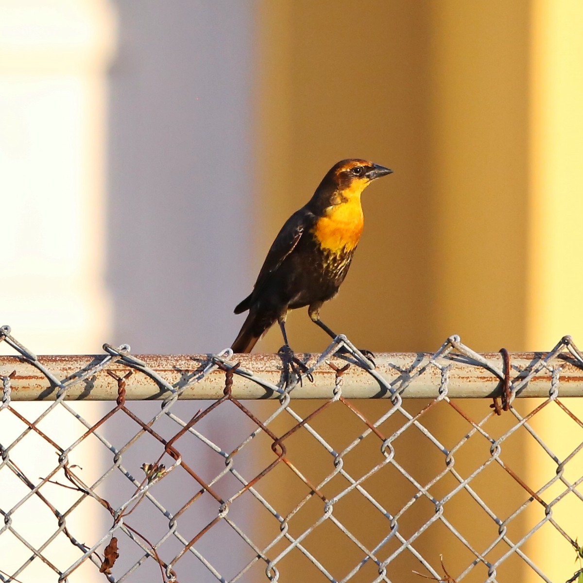 Yellow-headed Blackbird - Tasha Trujillo