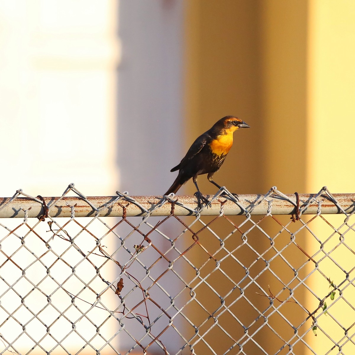 Yellow-headed Blackbird - ML75875531