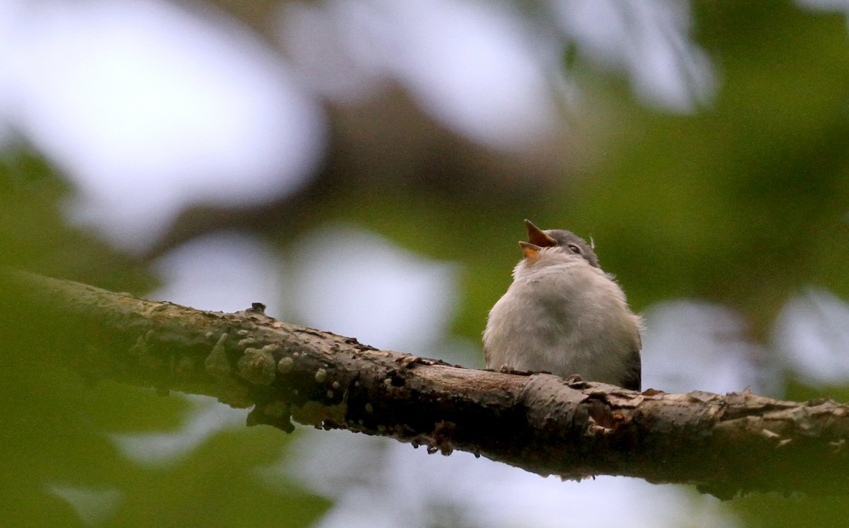 Mavi Başlı Vireo - ML75875591