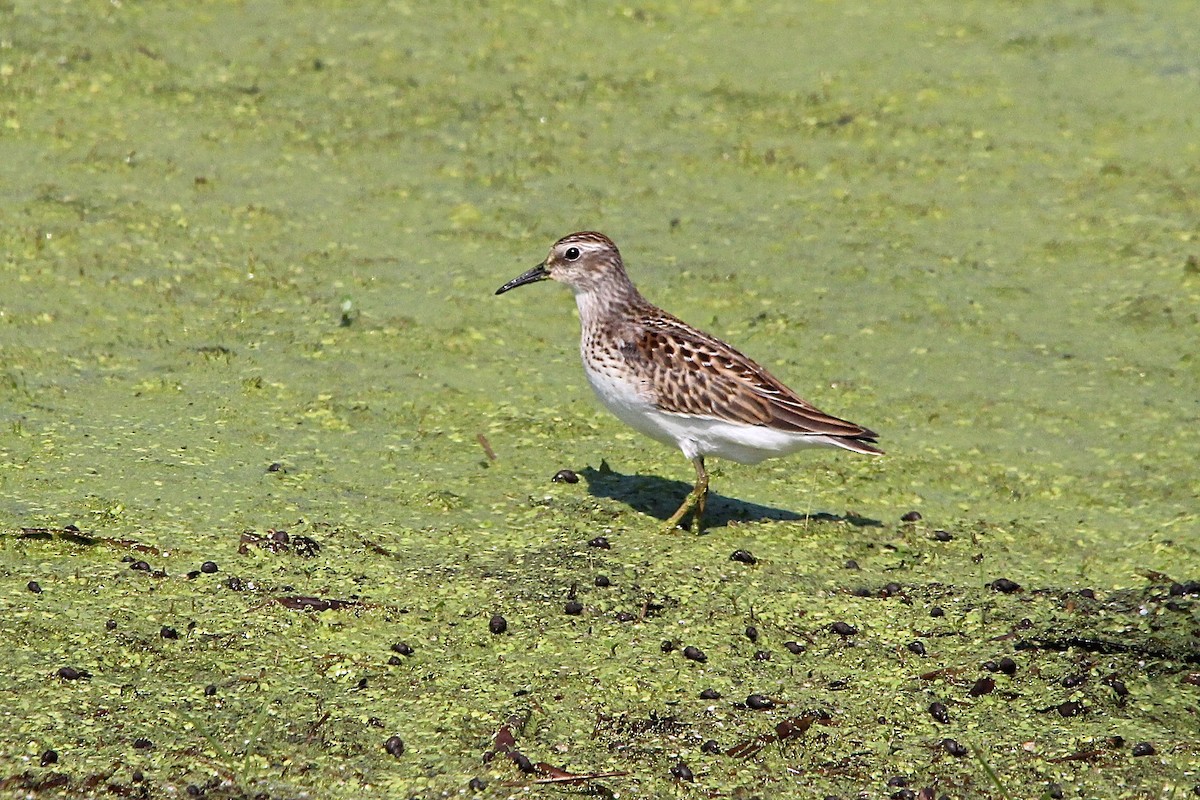 Least Sandpiper - ML75876061